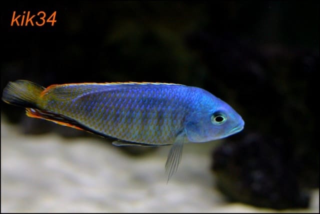 Hemitilapia oxyrhynchus 'Likoma Island'